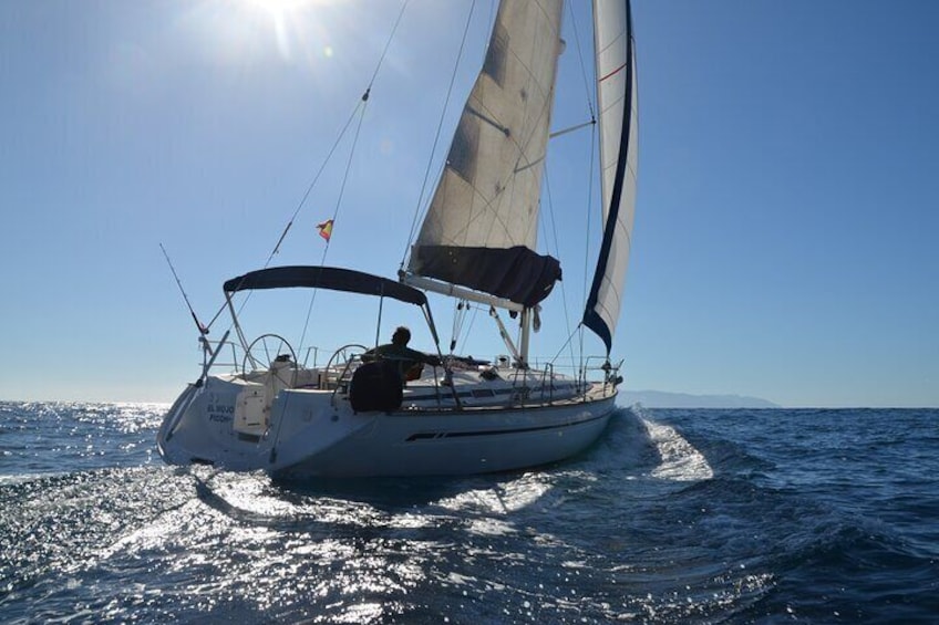 Excursion whales and dolphin watching in Los Gigantes