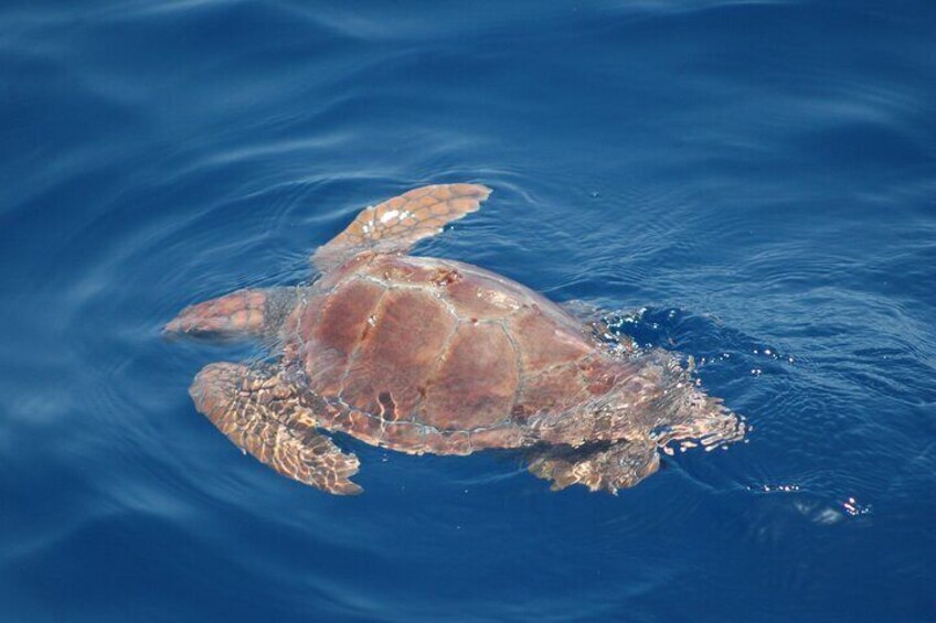 3-Hour Sailboat Excursion with Snorkeling