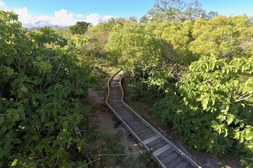 Full-Day Nouméa Signal Island Turtle Tour