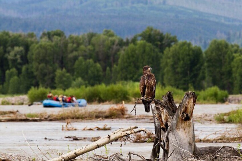 Scenic Wildlife Float Trip with Teton Views from Jackson