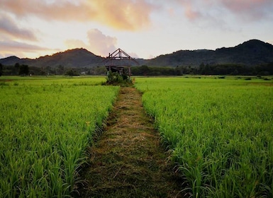 Koh Yao Noi: The Local Way of Life Eco Half-Day Tour