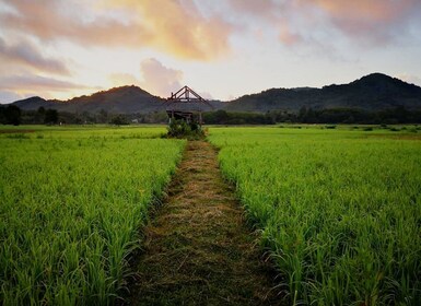 ヤオノイ島：地元の生活様式 エコ半日ツアー