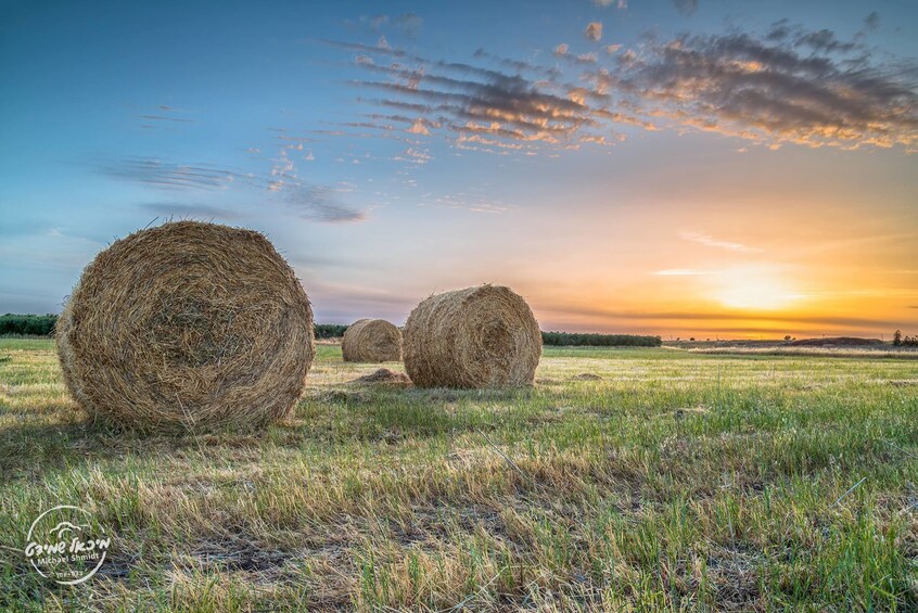 Farmland in Golan Heights