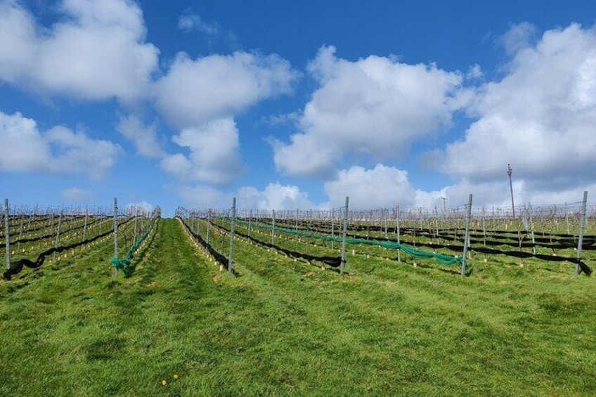 Vines pre-bloom