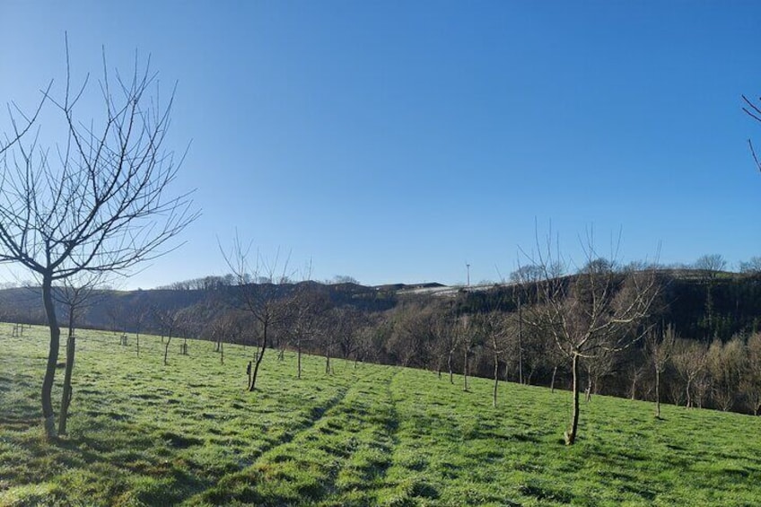 The enchanting orchard