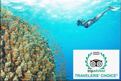 [PacificBoat ]Premium Snorkelling - Explore Cham Island by speedboat (MAX 1...