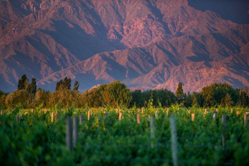 Salta wine region in Argentina 