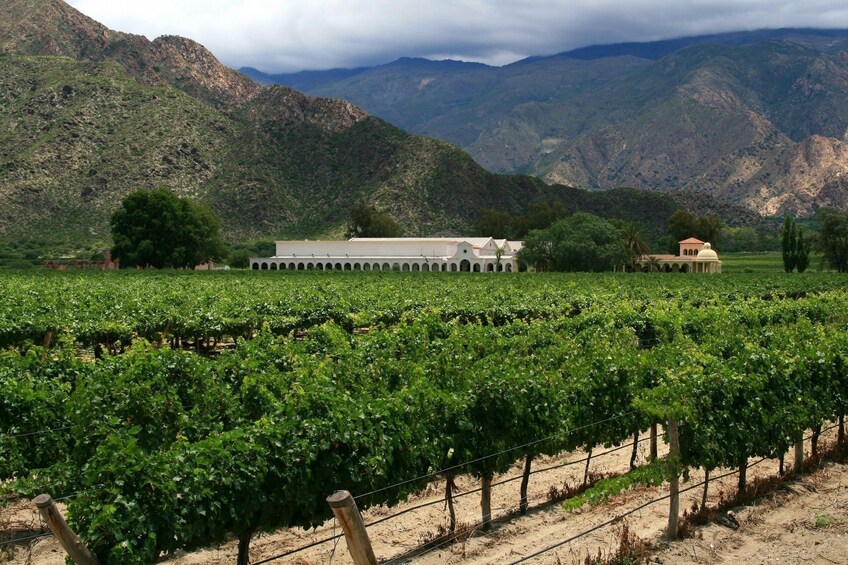 Premium Cafayate Wine Route