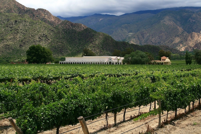 Premium Cafayate Wine Route