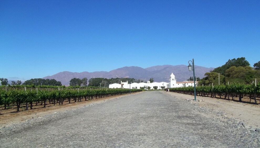 Premium Cafayate Wine Route