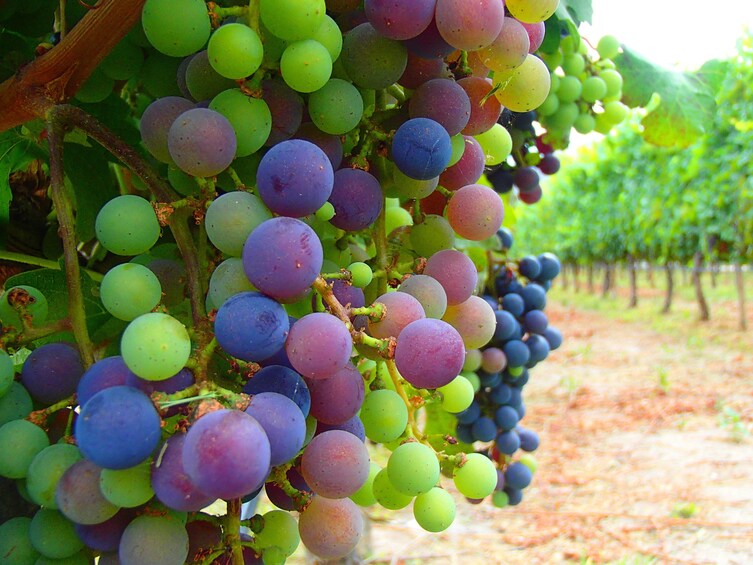 Close view of a vineyard in the Calchaquies Valley 