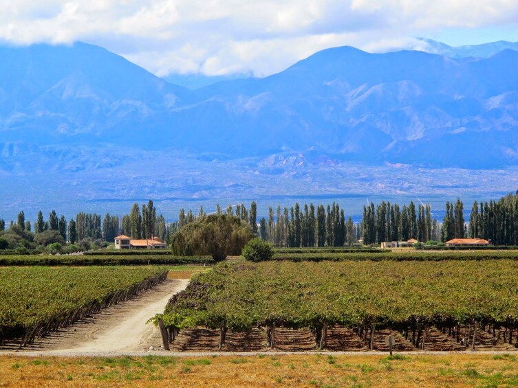 Vineyard in Calchaquies Valley 