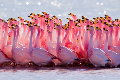 Del Toro-lagunen och flamingoskådning 4x4-tur