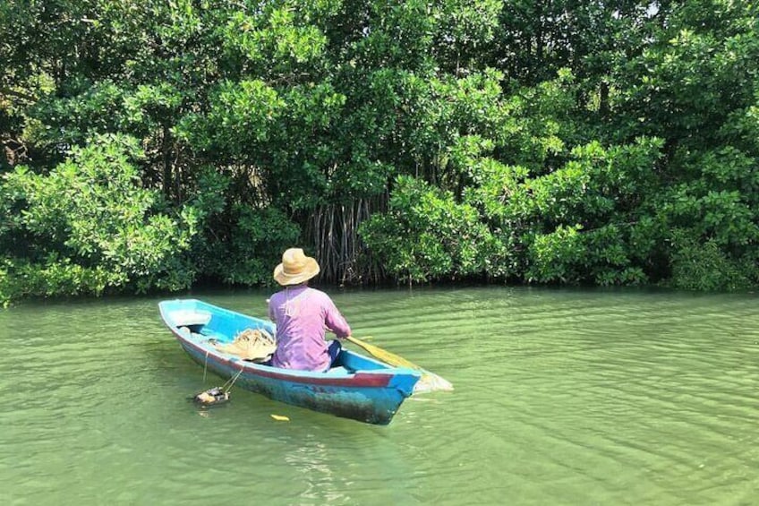 Tour through the mangroves