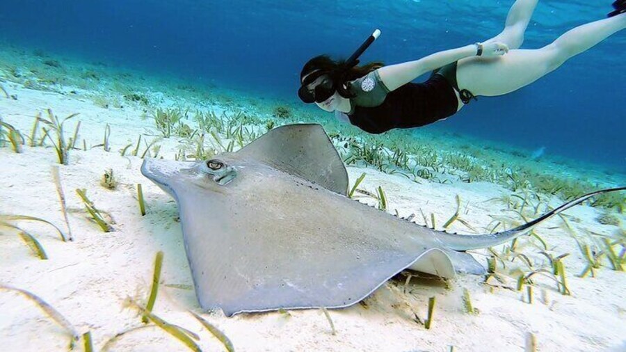 El Cielo Cozumel Snorkeling by Private Boat