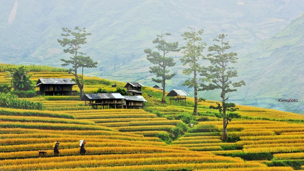 Homes and trees surrounded by rice fields in Vietnam