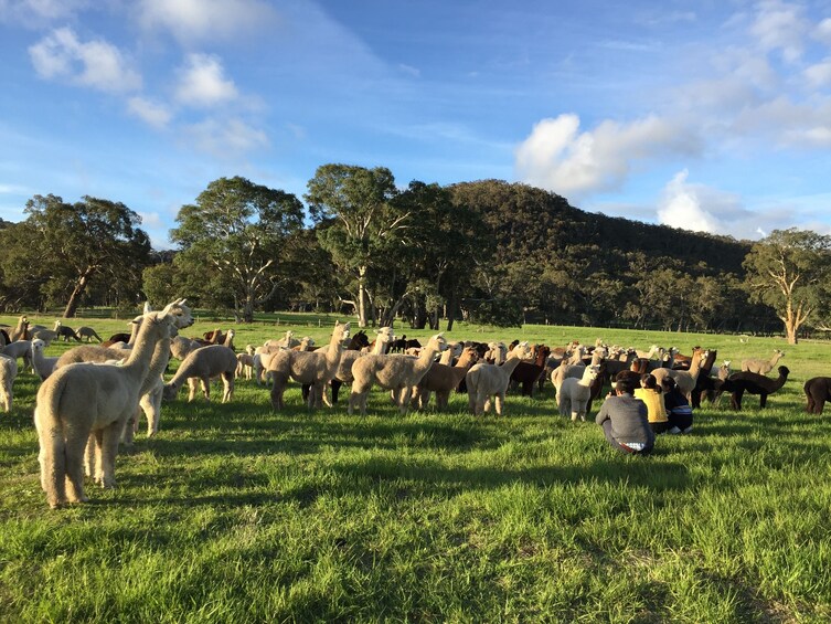 Alpaca farm at Softfoot Alpacas and Eco Centre in Hindmarsh Valley