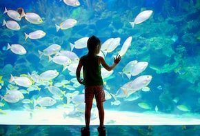 Monaco Oceanographic Museum & Aquarium tickets