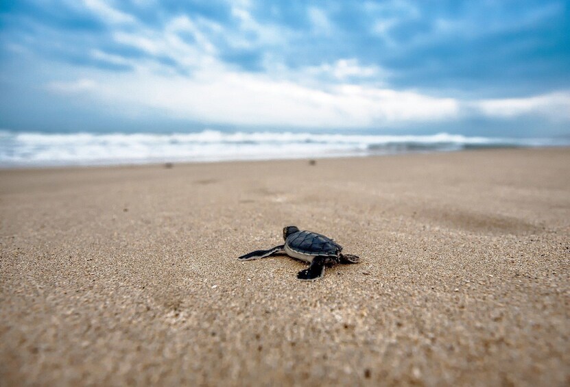 Coyuca with turtles liberation