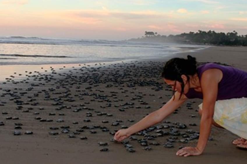 Coyuca with turtles liberation