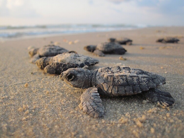 Coyuca with turtles liberation