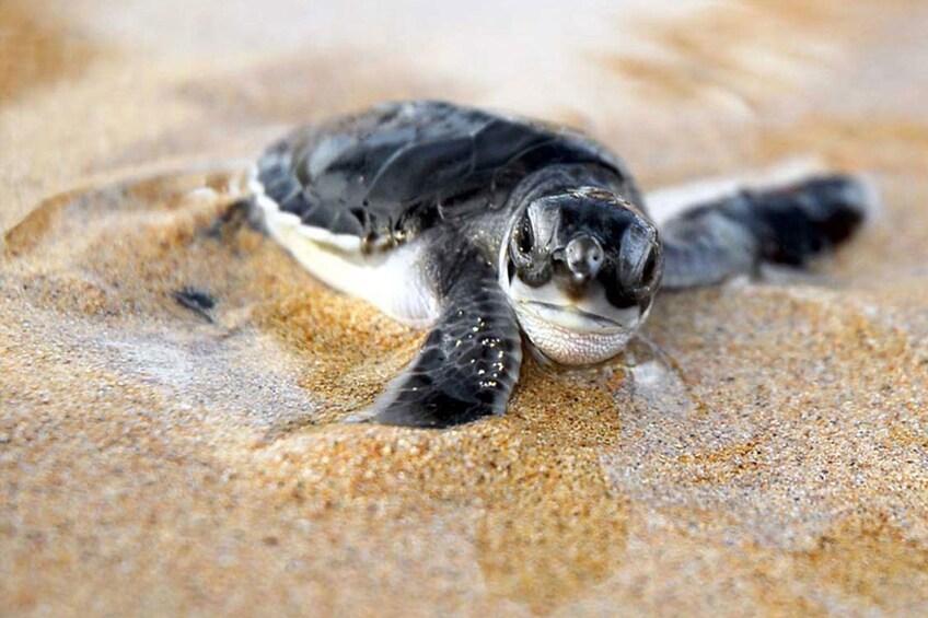 Coyuca with turtles liberation