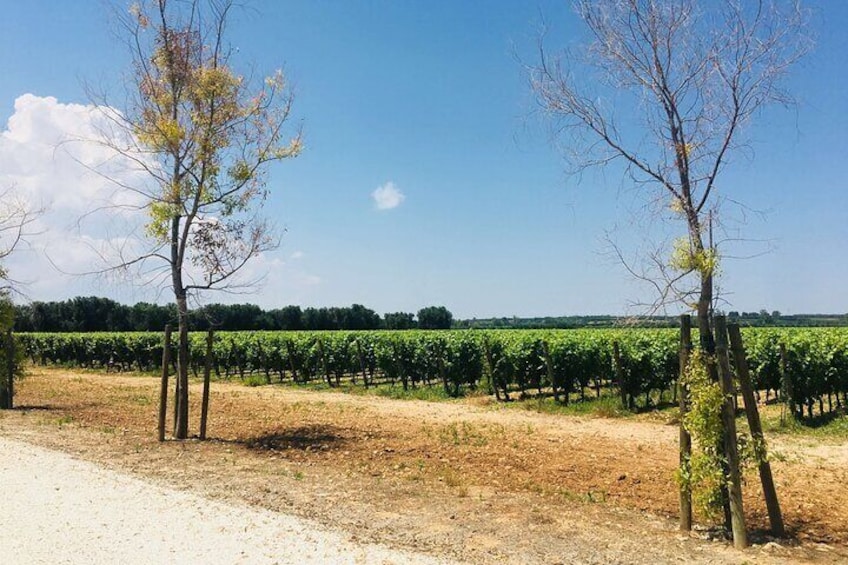 Vineyard