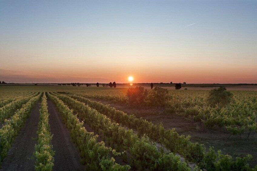 Visit to a Winery with Wine tasting in Salento