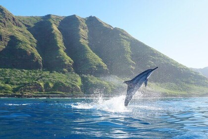 Oahu Dolphin Watch Cruise with Waterslide & Snorkeling