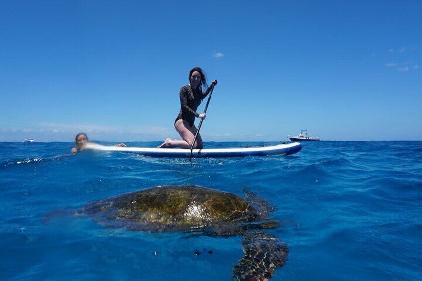 Oahu: Dolphin Watch, Turtle Snorkel, Waterslide Activities, lunch