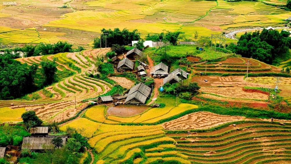 Aerial view of yellow and green terraced fields of Sapa, Vietnam