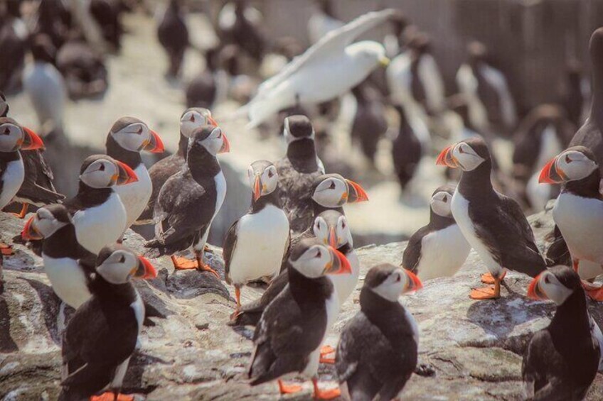 3-Hours Boat Tour in Farne Islands