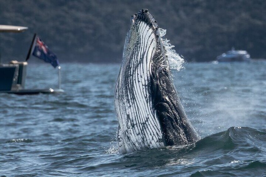 Whale Watching Boat Trip in Sydney