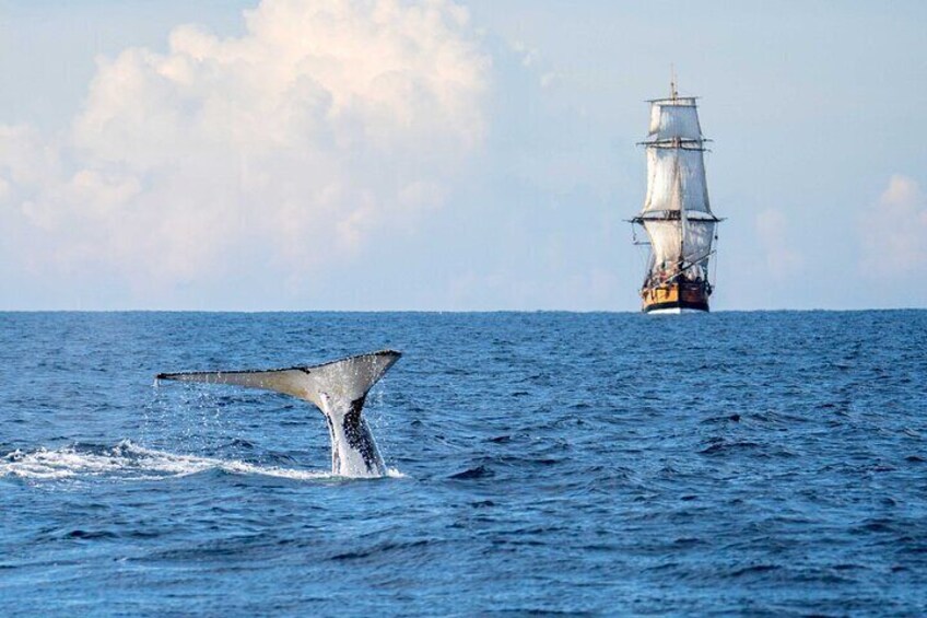 Whale Watching Boat Trip in Sydney