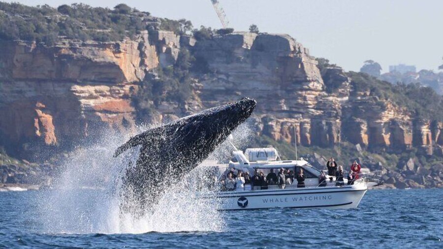 Whale Watching Boat Trip in Sydney