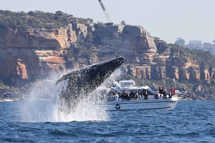 Whale Watching Boat Trip in Sydney