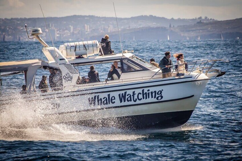 Whale Watching Boat Trip in Sydney