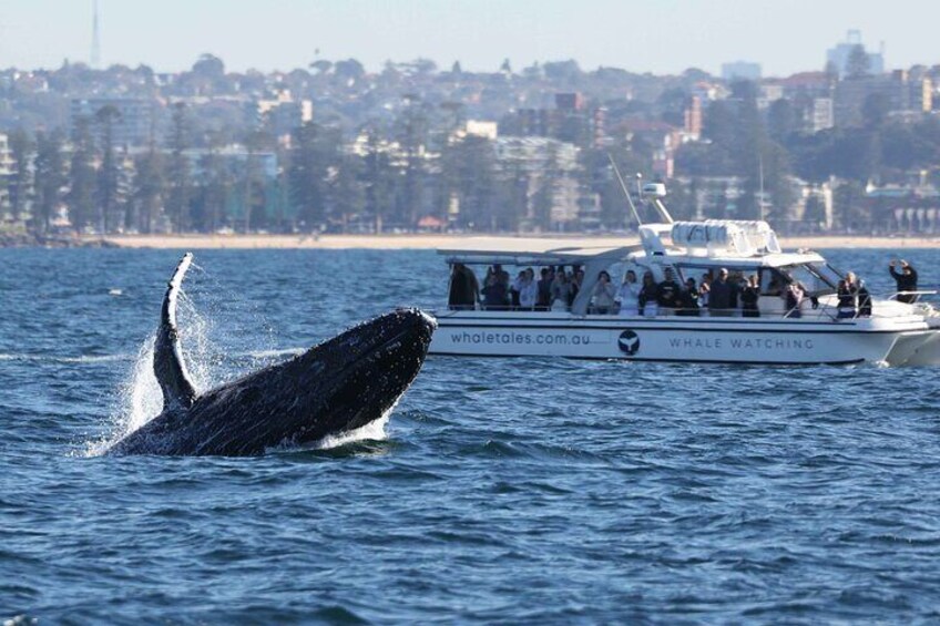 Whale Watching Boat Trip in Sydney