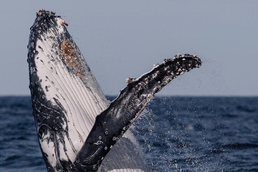 Whale Watching Boat Trip in Sydney