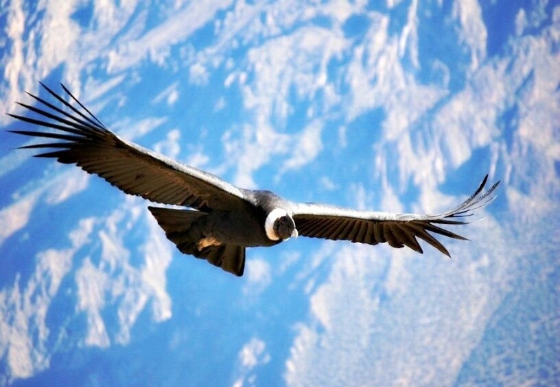 Condor flies through bright blue sky in Peru