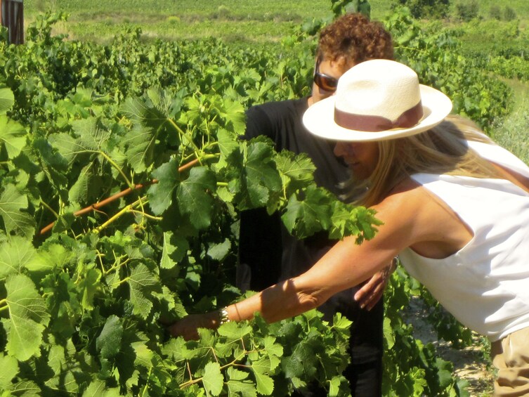 Show item 2 of 5. Horse Riding Tour in Natural Park + Wine Tasting in Penedès