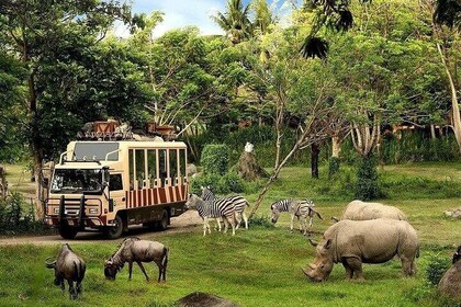 Bali Safari for Domestic