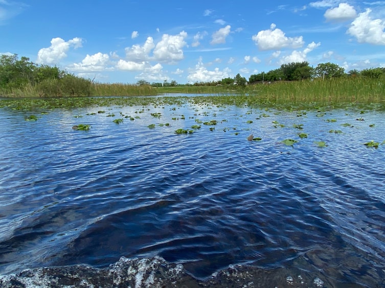 Everglades Admission Ticket with Airboat Ride and Wildlife Show