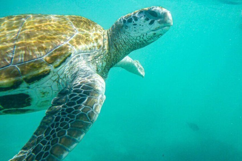 Snorkeling with Turtles in Mauritius