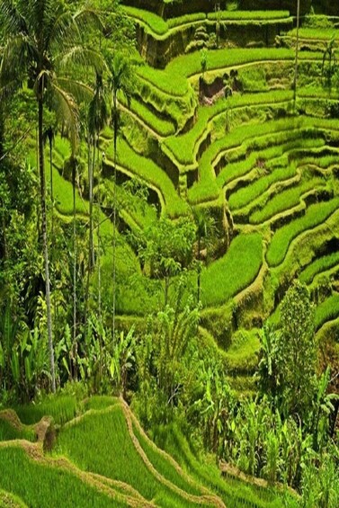 Private Tour: Half-Day Ubud and Tampak Siring Tour from Bali