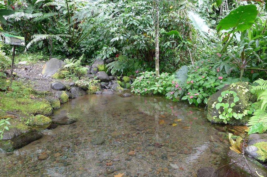 Stream in Tahitian park