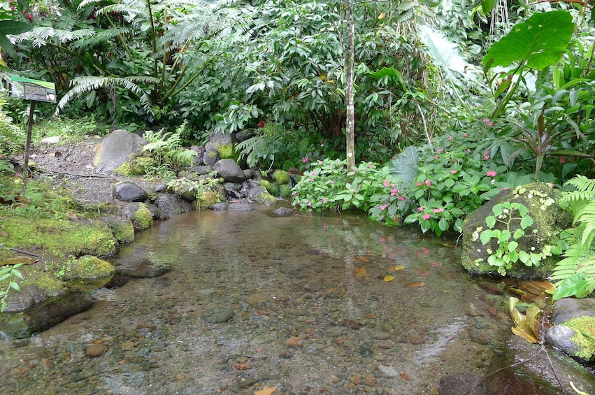 Show item 3 of 10. Stream in Tahitian park