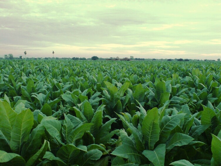 tobacco farm tours