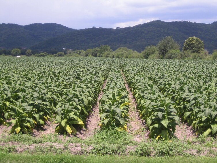 Full-Day Tobacco Route Sightseeing Tour