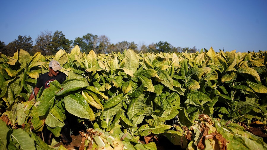 Full-Day Tobacco Route Sightseeing Tour